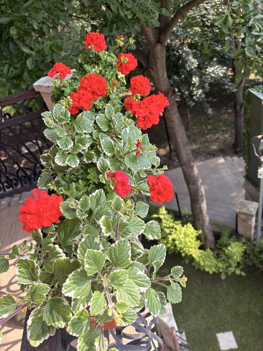 Jardiniere 60 cm cu 3 fire de muscate inflorite