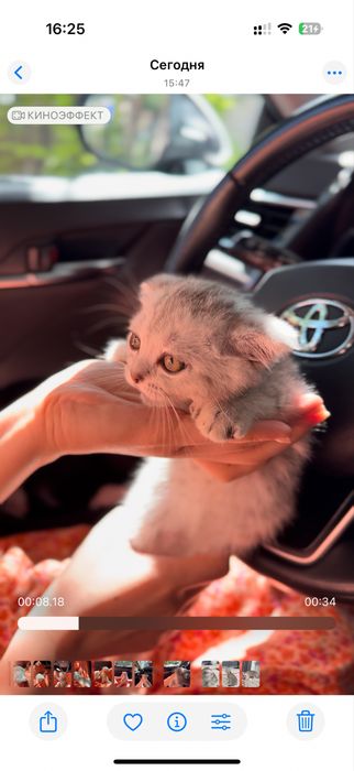 Веслаухи кот мальчик