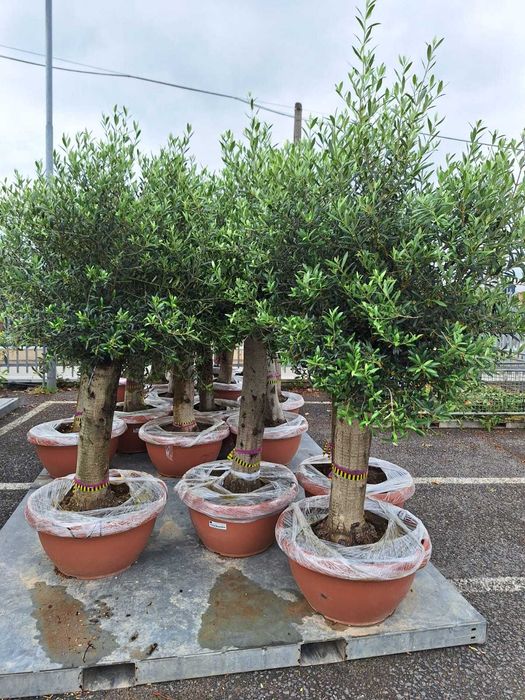 Plante ornamentale maslini seculari