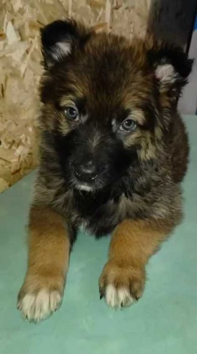 Щенки в ответственные руки