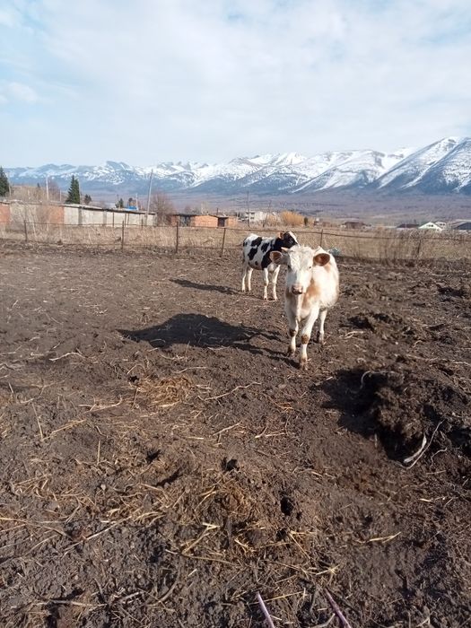 Продам телят ...