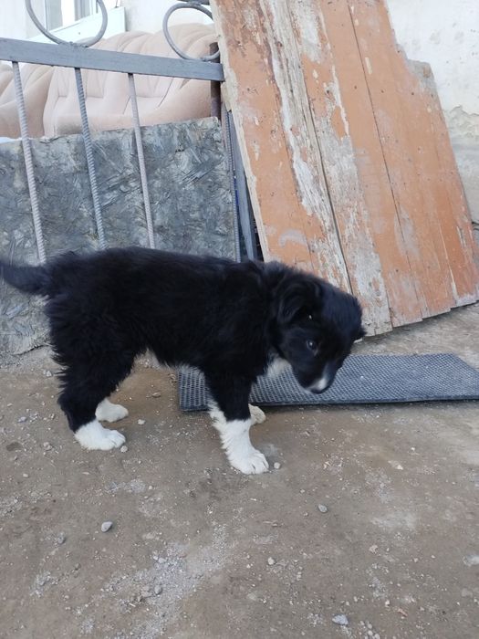 Щенята отдам бесплатно