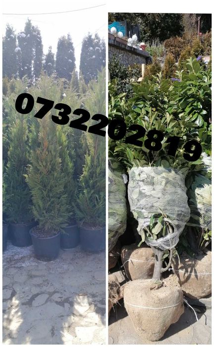 Vând tuia, brazi, mesteacăn, tei, platan, palmieri