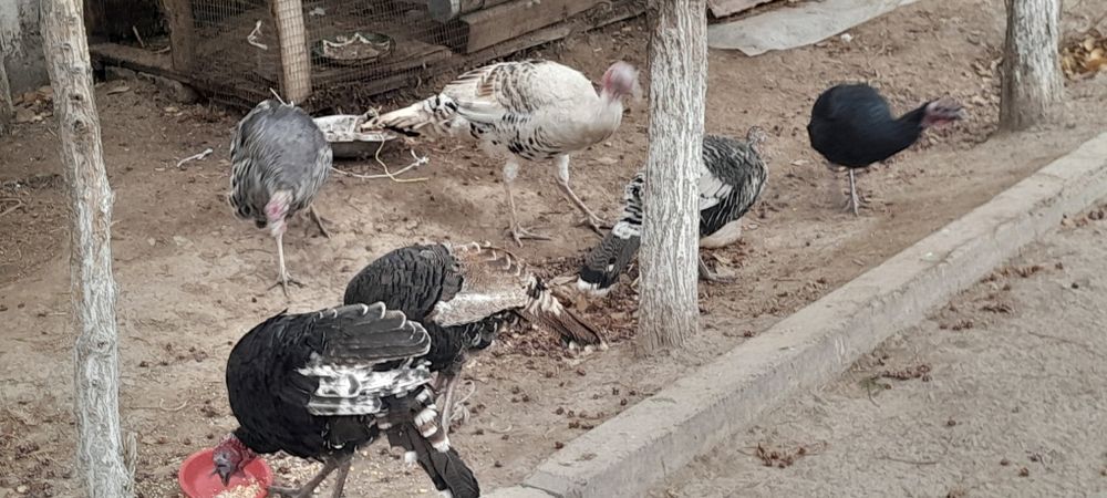 Индуклар сотилади галишамиз