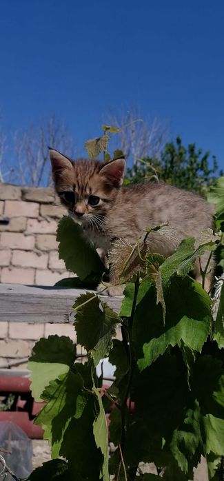 Продаю котят Шотландиц прямо ухи
