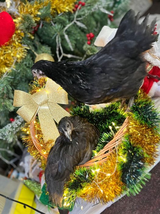 Vând Oua și Puișori de Australorp