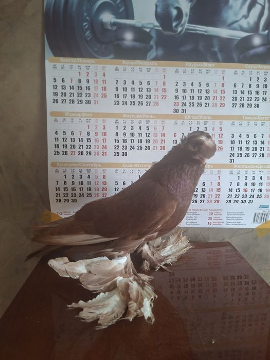 Продам голубя чина