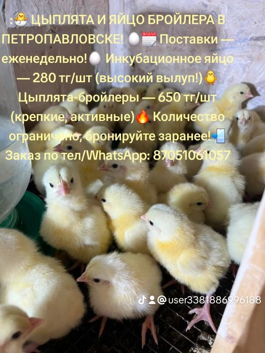 Инкубационное яйцо бройлера