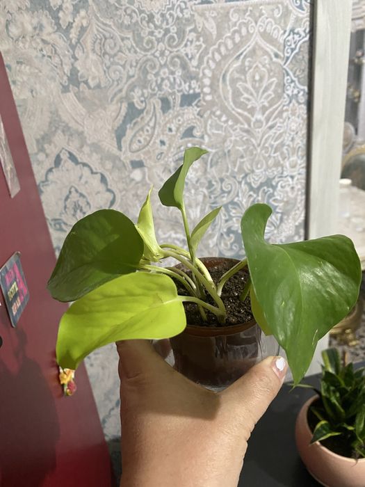 Сциндаптус продаю излишки растения. От 30тыс.сум. Возможен обмен.