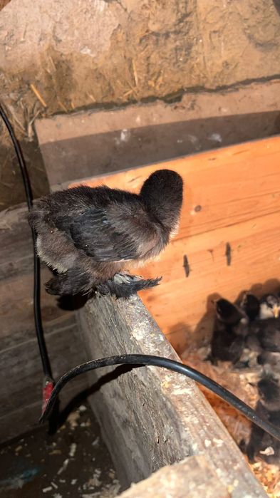 Чёрный брам цеплята