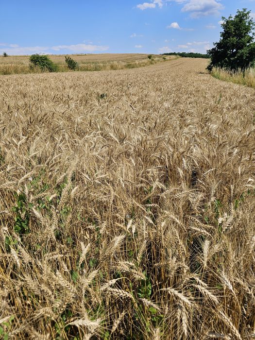 Ovaz 15 tone. An 2025.