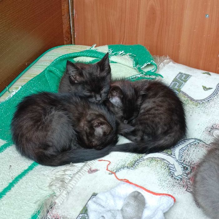 Котята в добрые руки