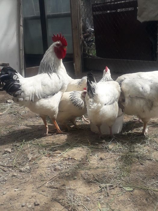 Куры породы адлер