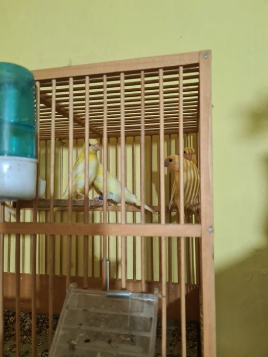 Pui de canari 2025