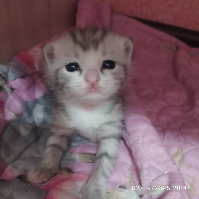 Mishukchalar sotiladi