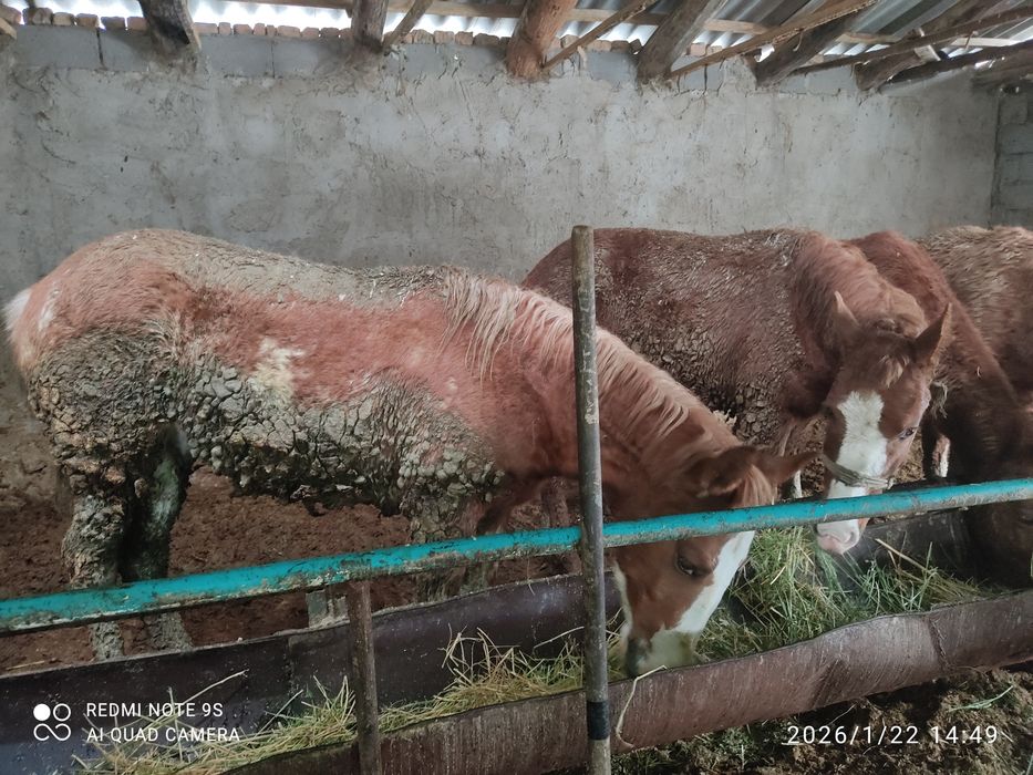 2 бас семіз құнан сатылады