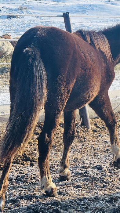 Жабагы таилар 4 бас еркек