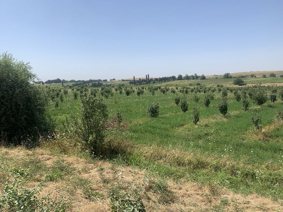 8gektar mevali bogʻ Parkent tumanida!!!