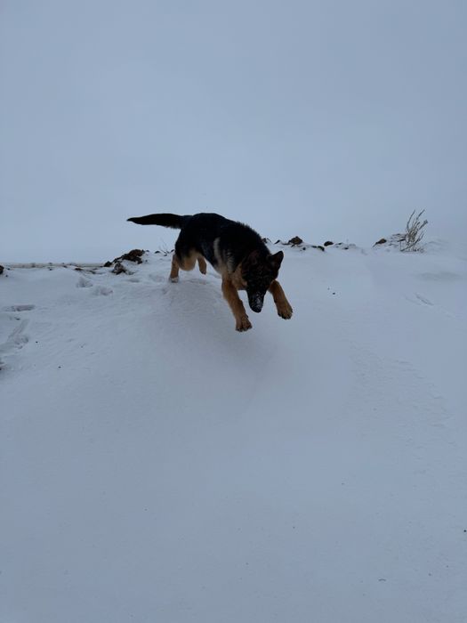 Продам немецкую овчарку