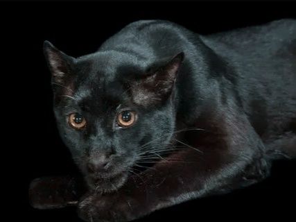 МаленькаяЧЕРНАЯ Пантера  -Бенгальская