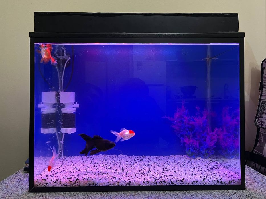 Аквариум 100л  Рыбки в подарок