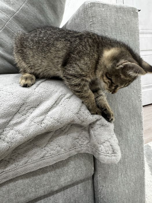 Котеночек девочка в добрые руки . Ищет семью