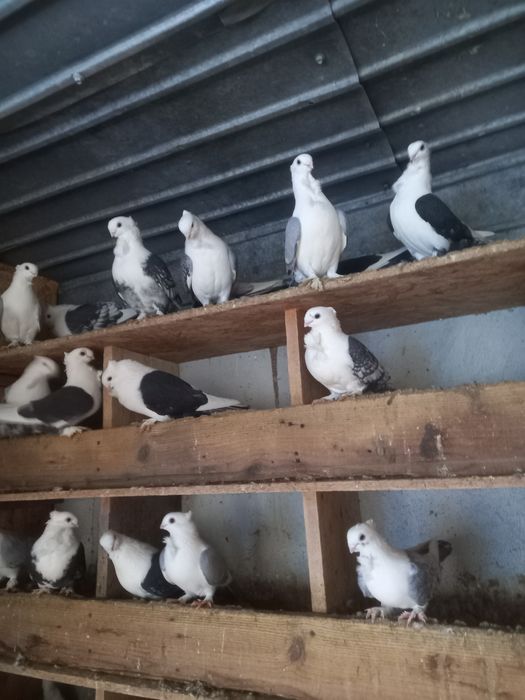 Vînd porumbei misurli