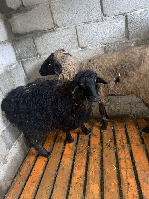 Продаеться овцы Тұсақ