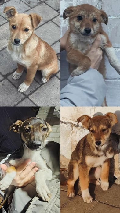 Щенки ищут дом срочно