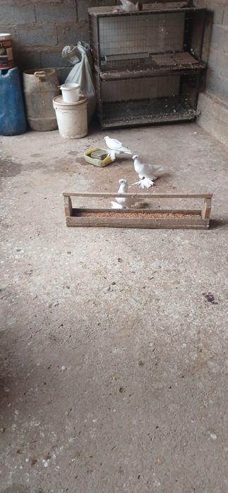 Продаётся голуби