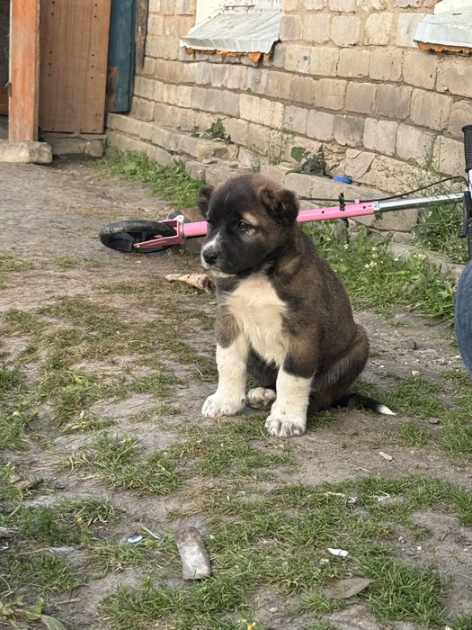 Алабай щенки …….