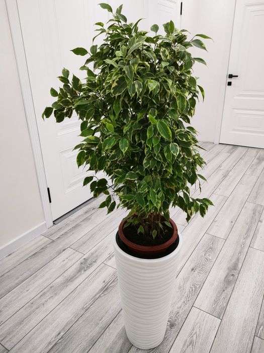 Растения. Доставка есть