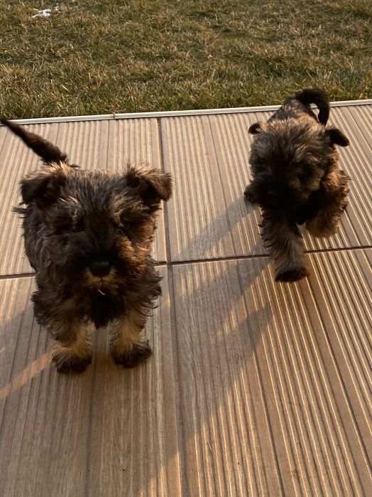 Мини Шнауцер ,Цверг Шнауцер