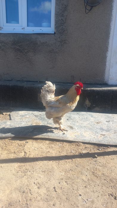 Продаётся петушки брамы по 7 тысяч