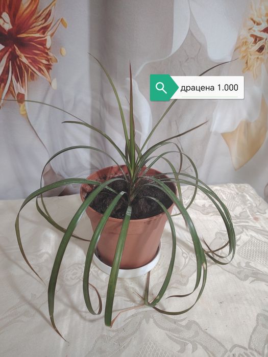 Продаются домашние цветы