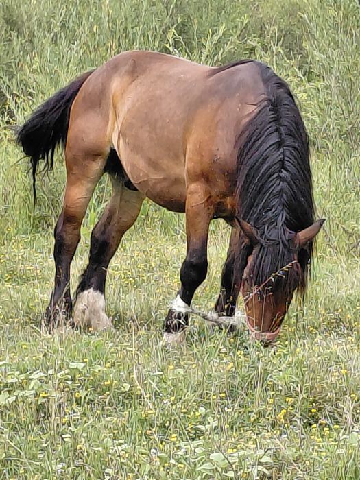 Cal castrat de vanzare