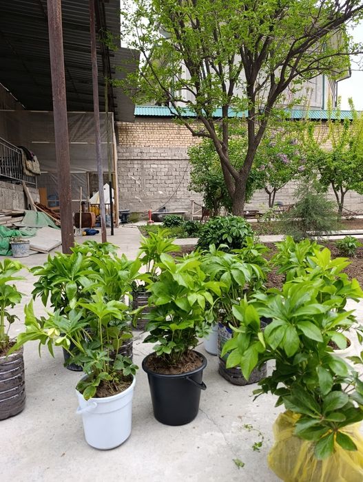 Марозник гуллари сотилади нархи 50000 мингдан келишилади