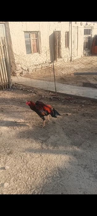 Дакан кораз сатылады