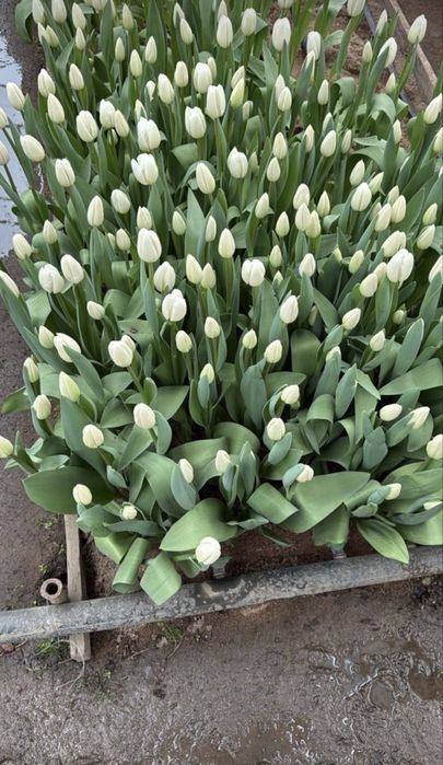 Шикарные тюльпаны в г. Шымкент