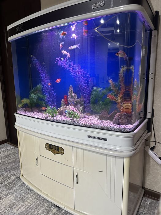Xitoy Akvariyum 300litr