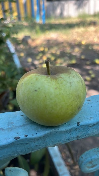 Продам яблоки лимонку.