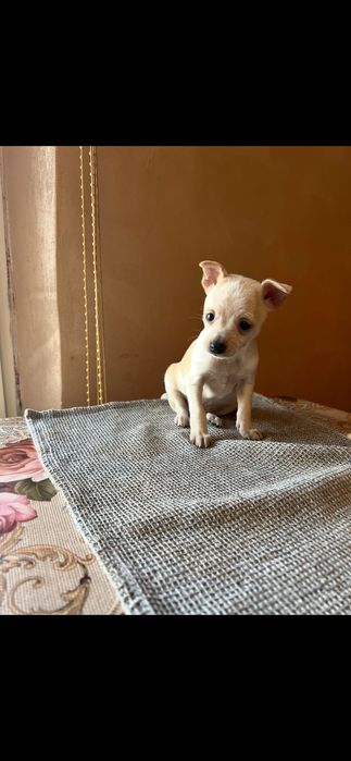 Мъжки мини пинчер