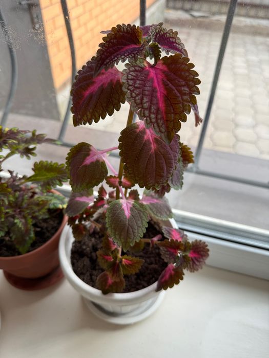 Колеусы несколько