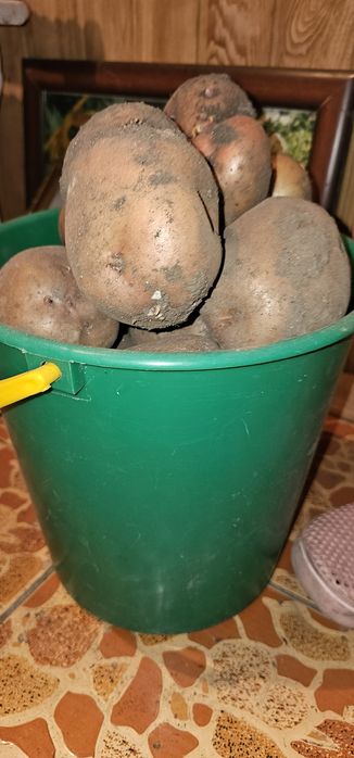 Продам картошку домашнию
