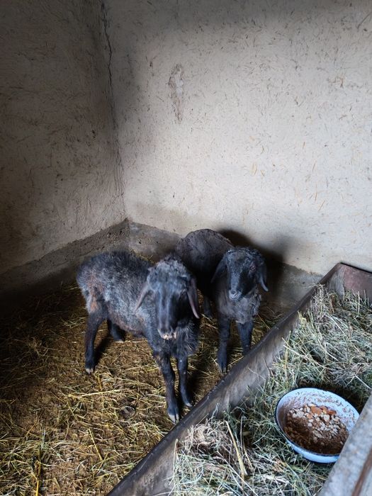 Qo'chqor barrala sotiladi.Duragay