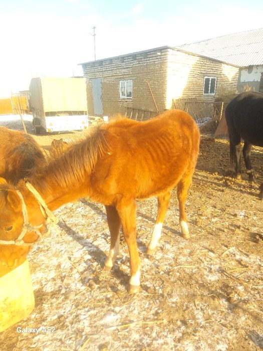 Жабагылар еркек жуас мингизеди балдарди.