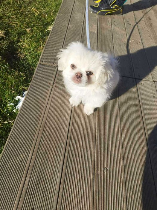 Продавам мъжко кученце – тип пекинез