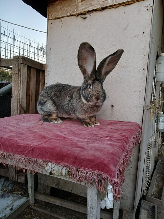 Iepuri uriaș german