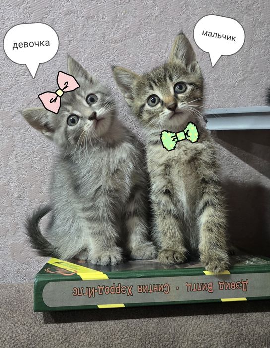 Котята шотландцы.