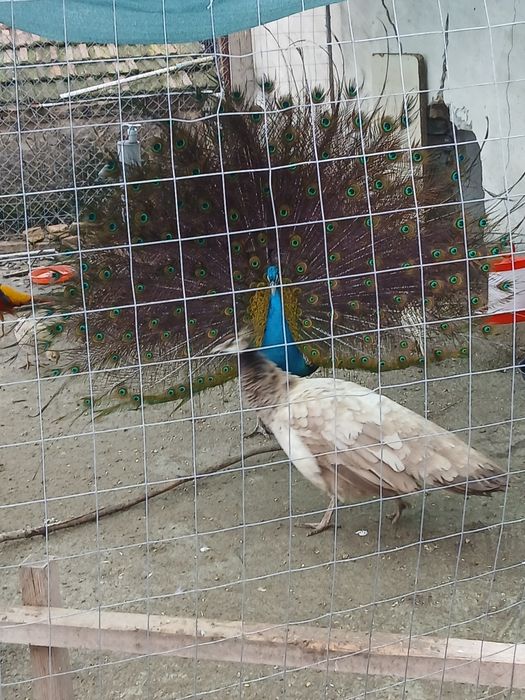 Pereche păuni maturi